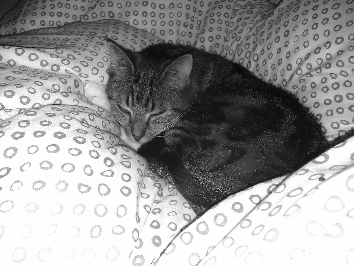 Huskat Princess Plet billede 8