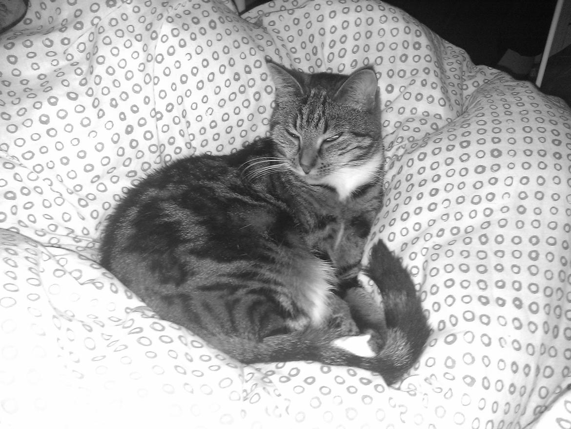 Huskat Princess Plet billede 9