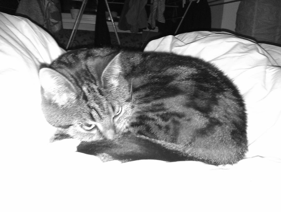 Huskat Princess Plet billede 10