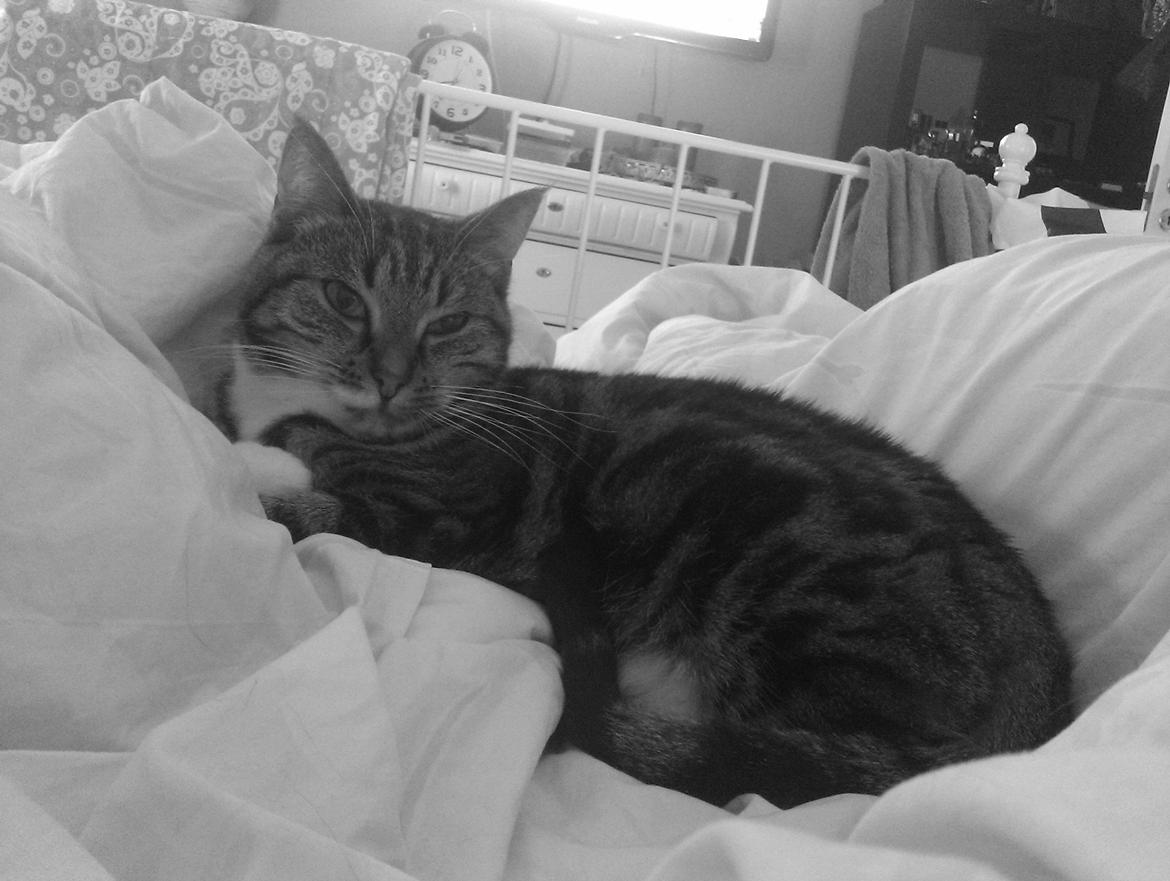 Huskat Princess Plet - Miss Princess Plet <3 billede 1