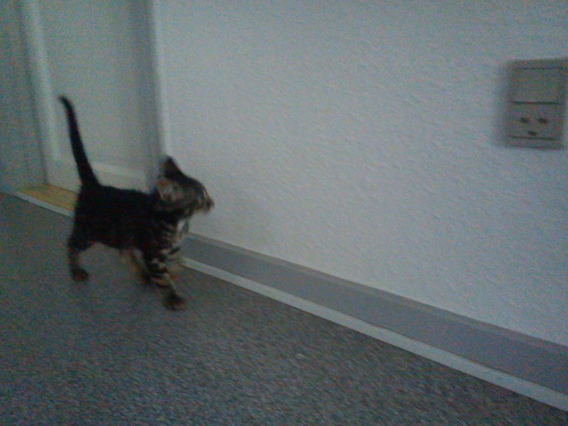 Huskat Timon - Jeg er lige kommet til mit hjem lille som jeg var ! billede 1