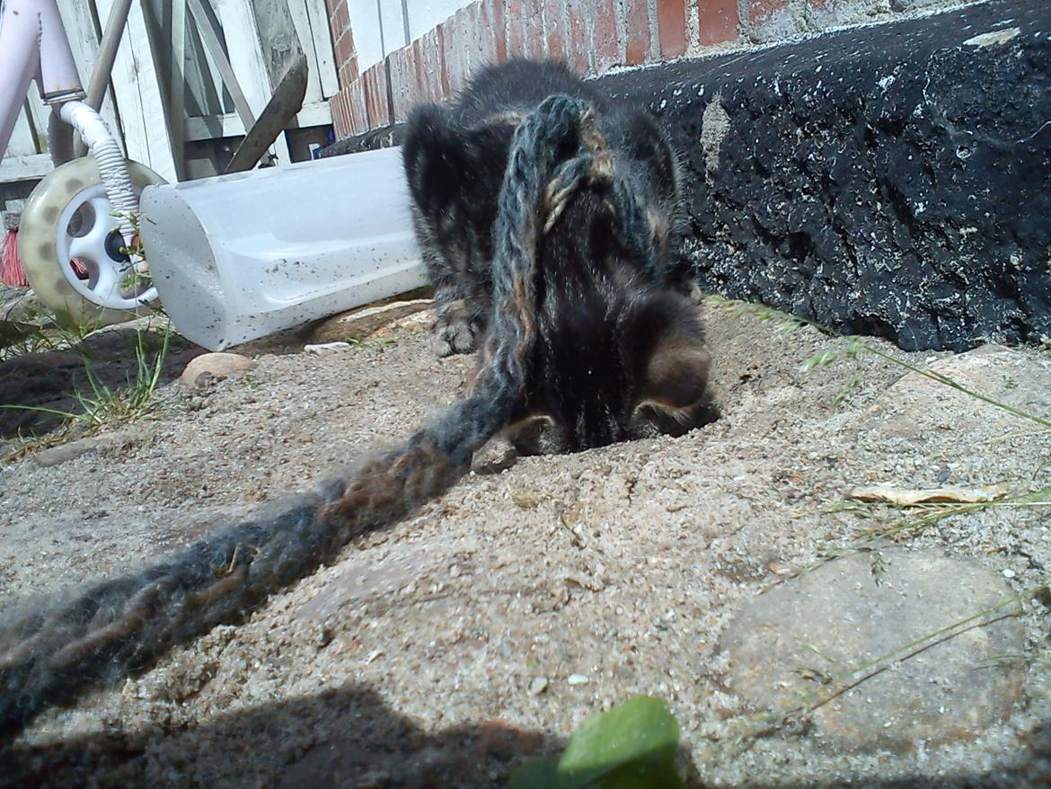 Huskat Timon - Har fundet et hul og det dufter af et andet dyr ! billede 6