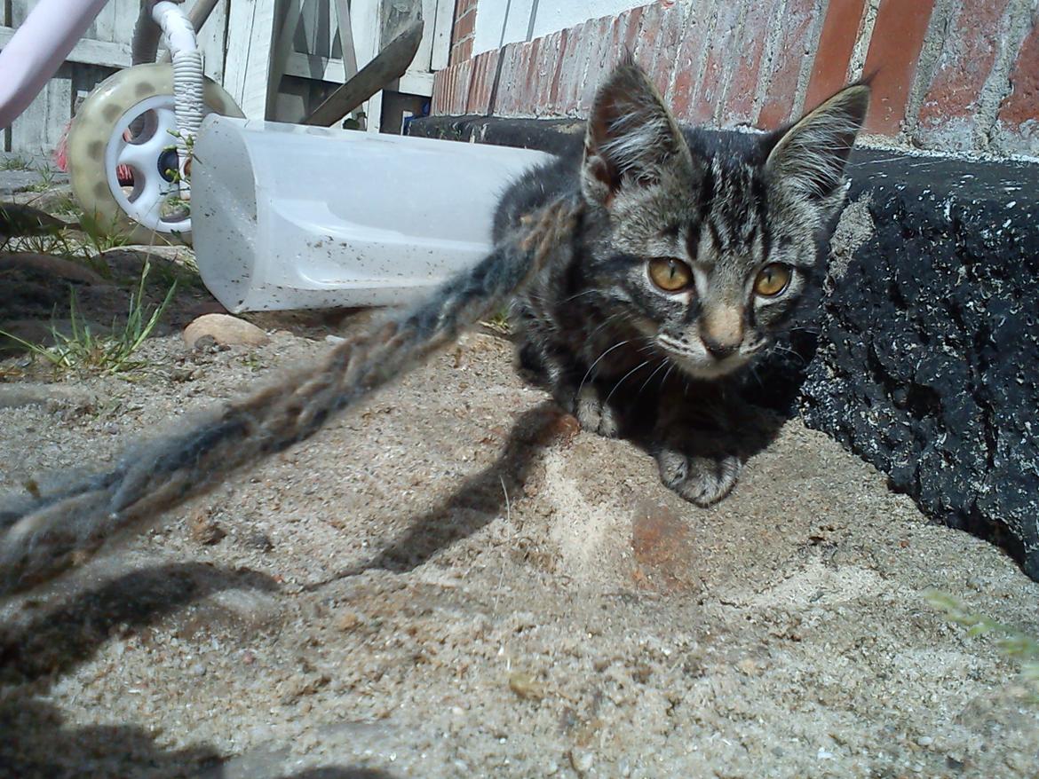 Huskat Timon - Har fundet et hul og det dufter af et andet dyr ! billede 7