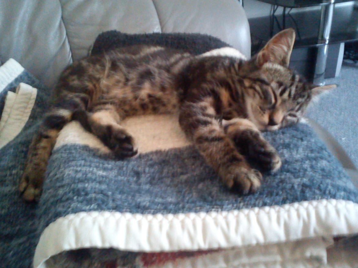 Huskat Timon - Jeg er træt ! billede 10