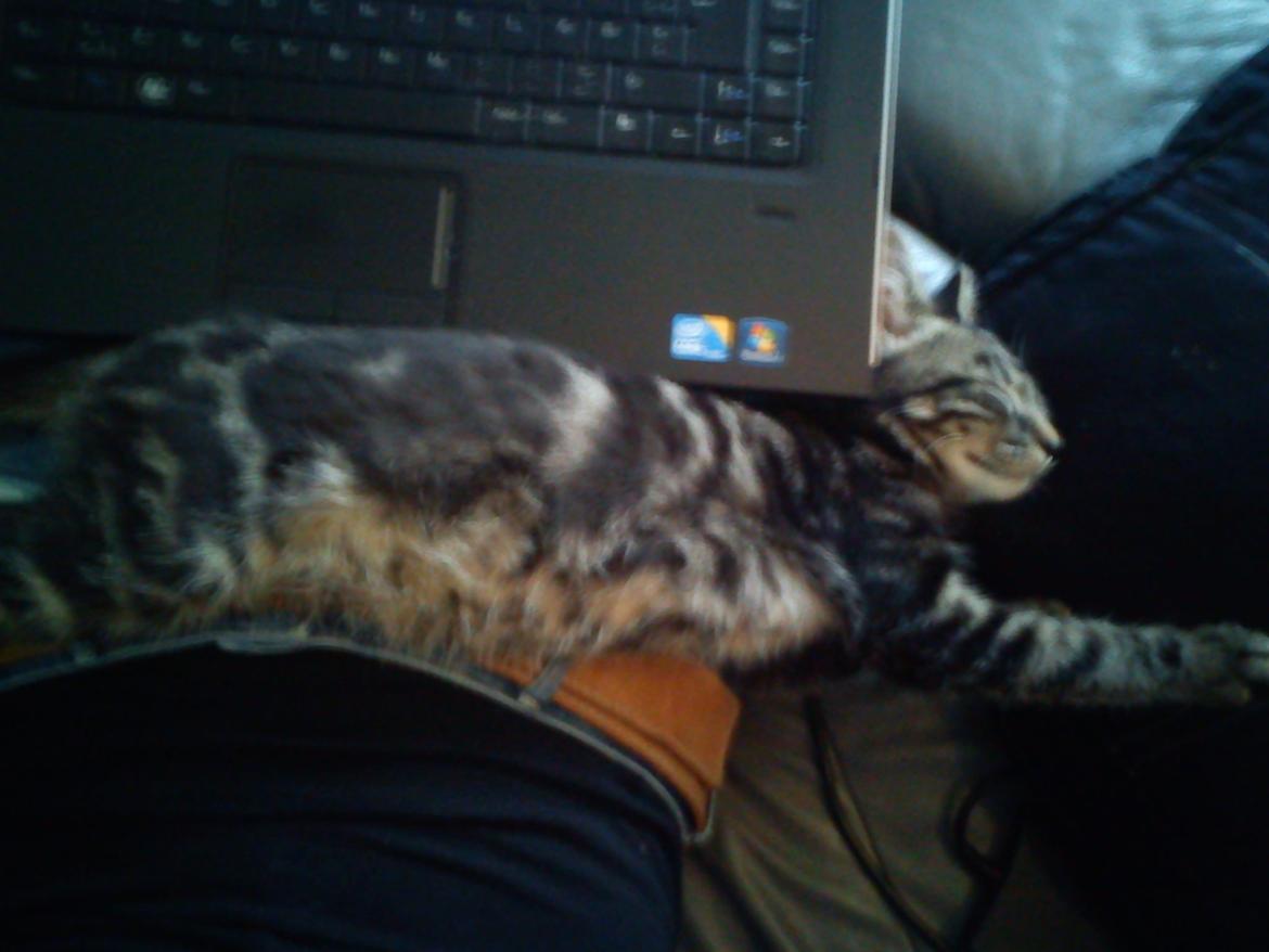 Huskat Timon billede 11