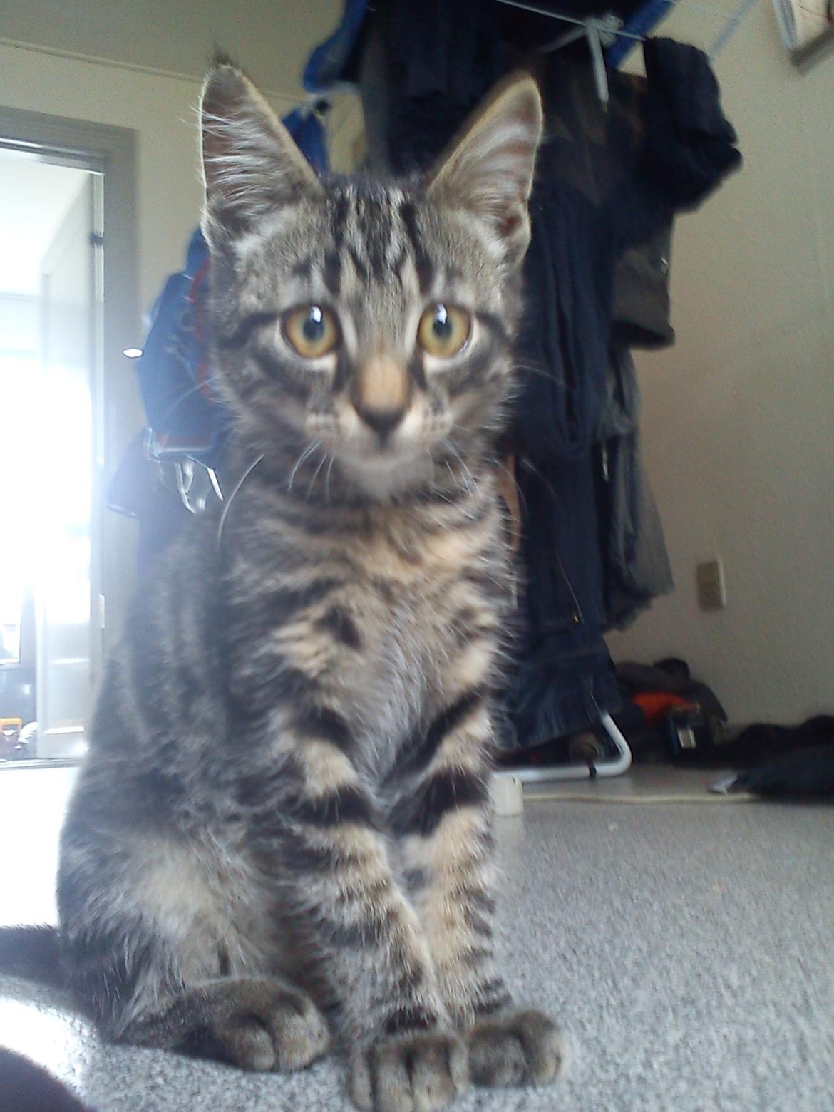 Huskat Timon - Se hvor stor jeg er blevet ! billede 12