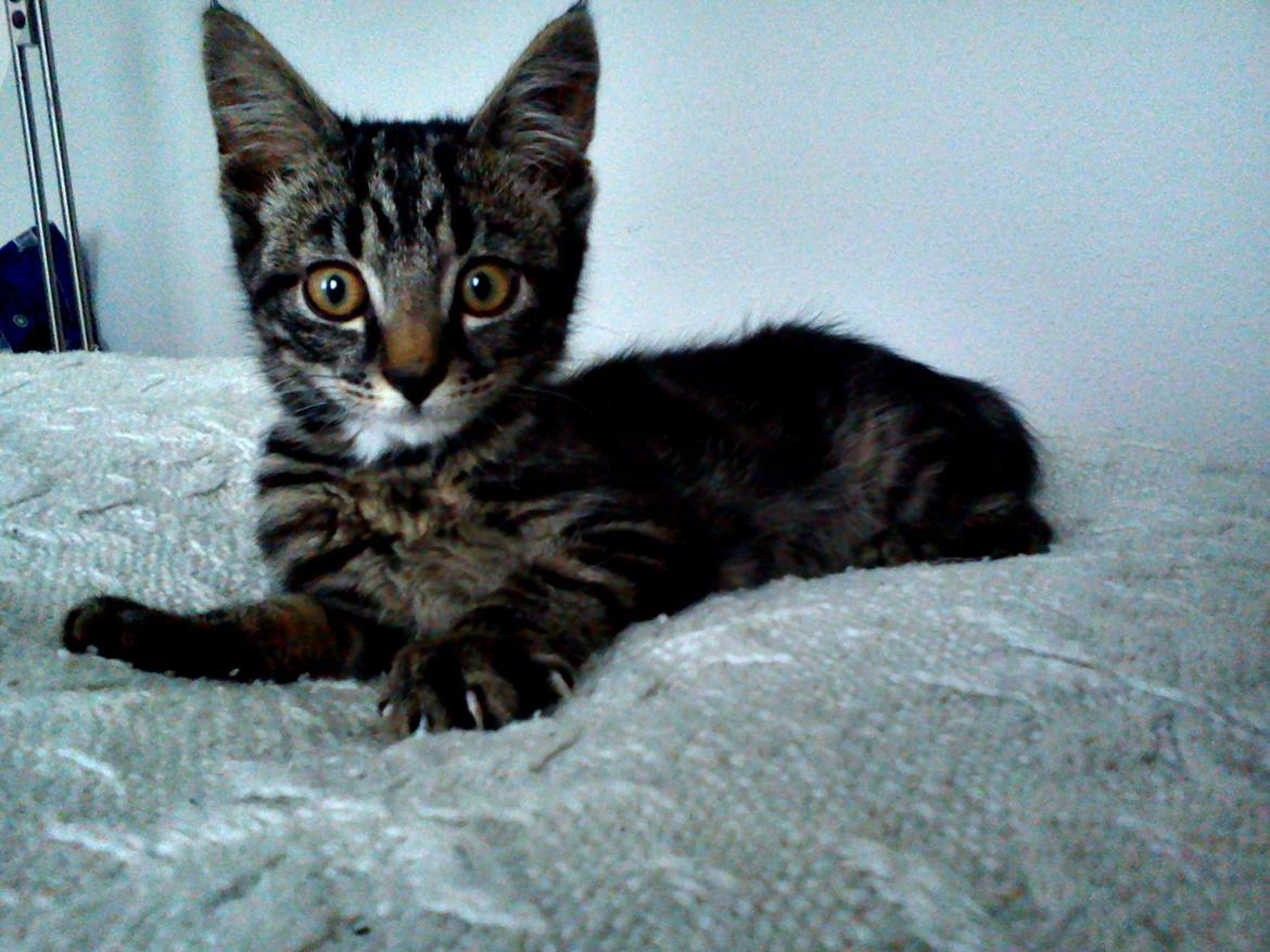 Huskat Timon - Mig på mit yndlings tæppe ! billede 5