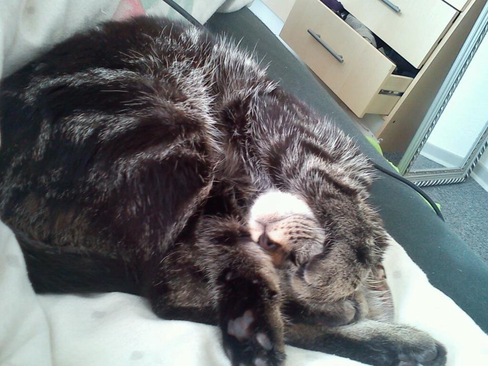 Huskat Timon - Det er hård at lege ! billede 13