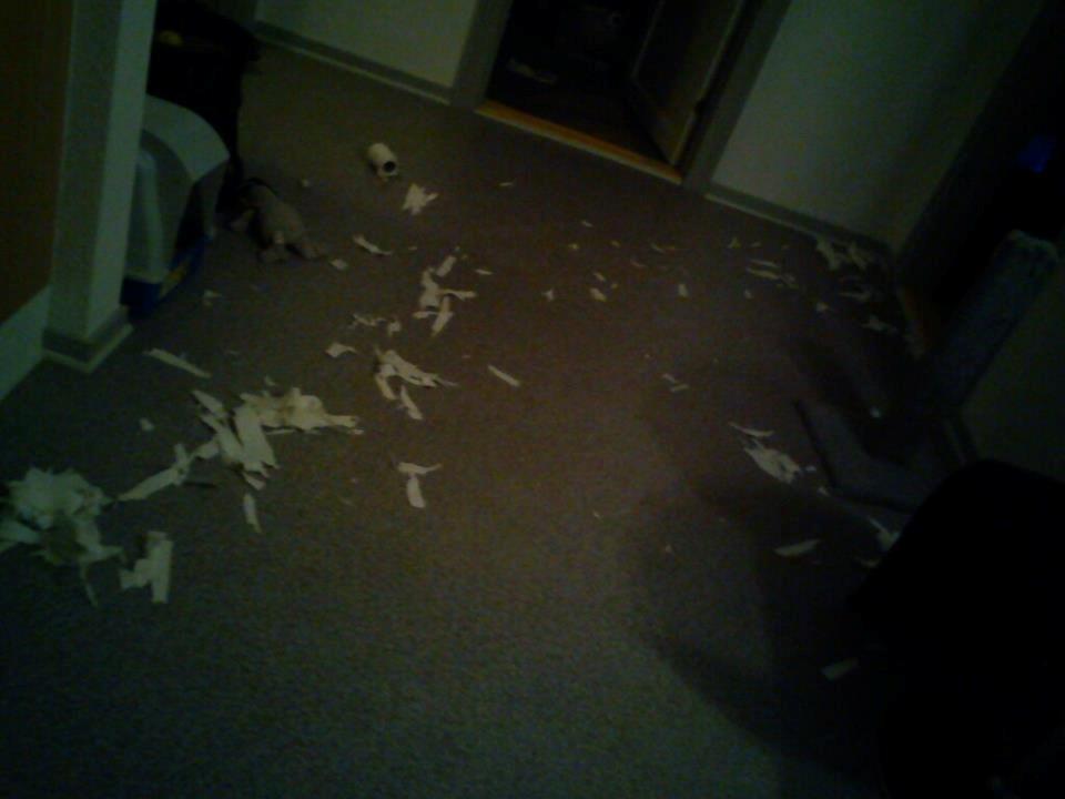 Huskat Timon - Se det er hvad der sker når jeg finder en toiletpapirsrulle, el. vatpind.
Det er bare SÅ sjovt! billede 14