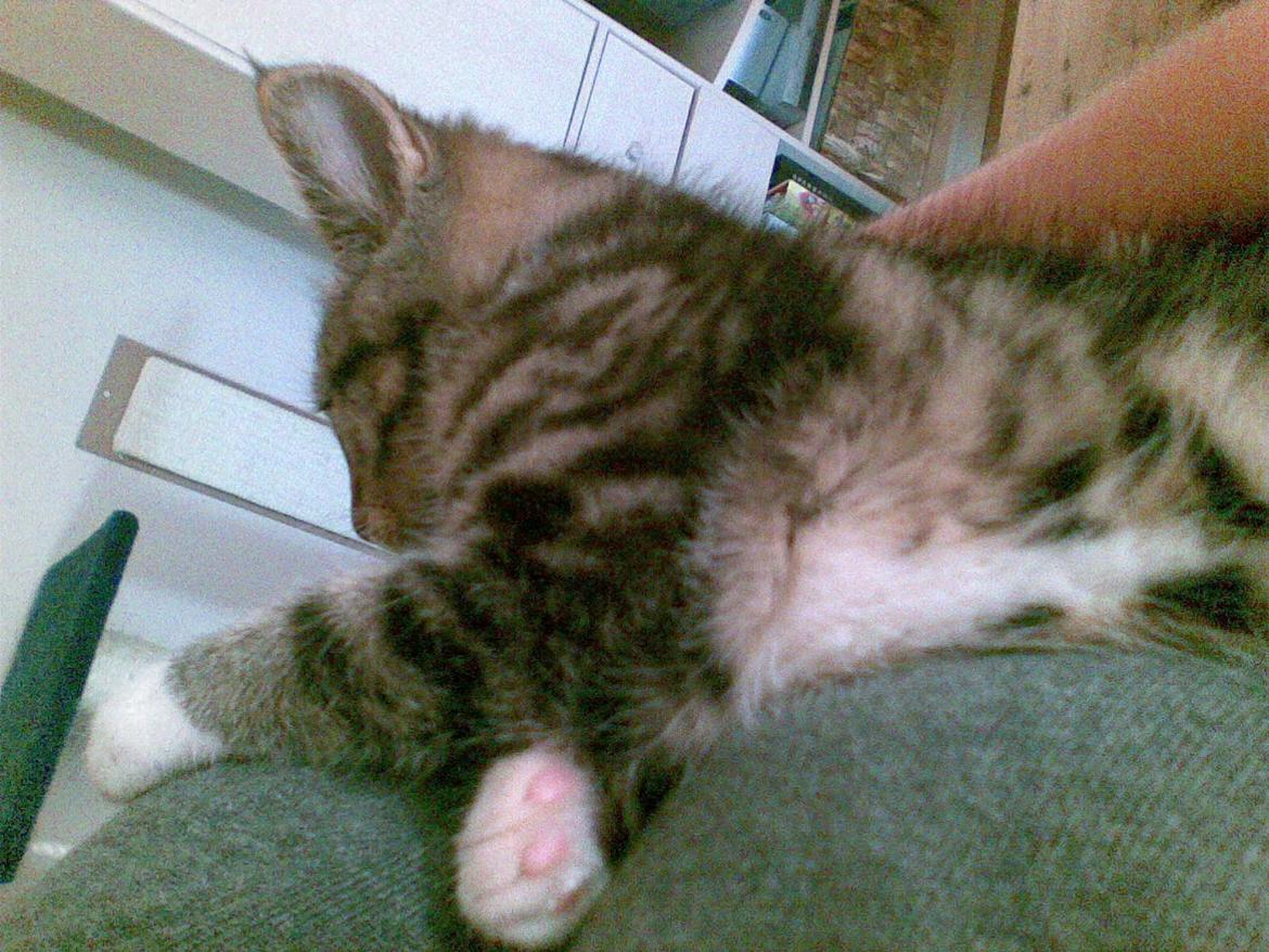 Huskat Princess Plet - Er det ikke bare den kæreste lille tiger?! :) billede 11