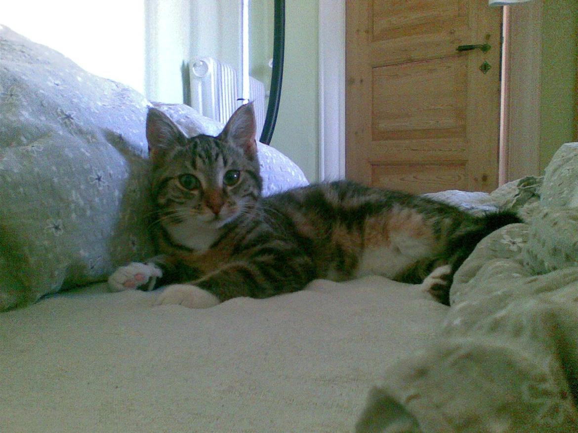 Huskat Princess Plet billede 13