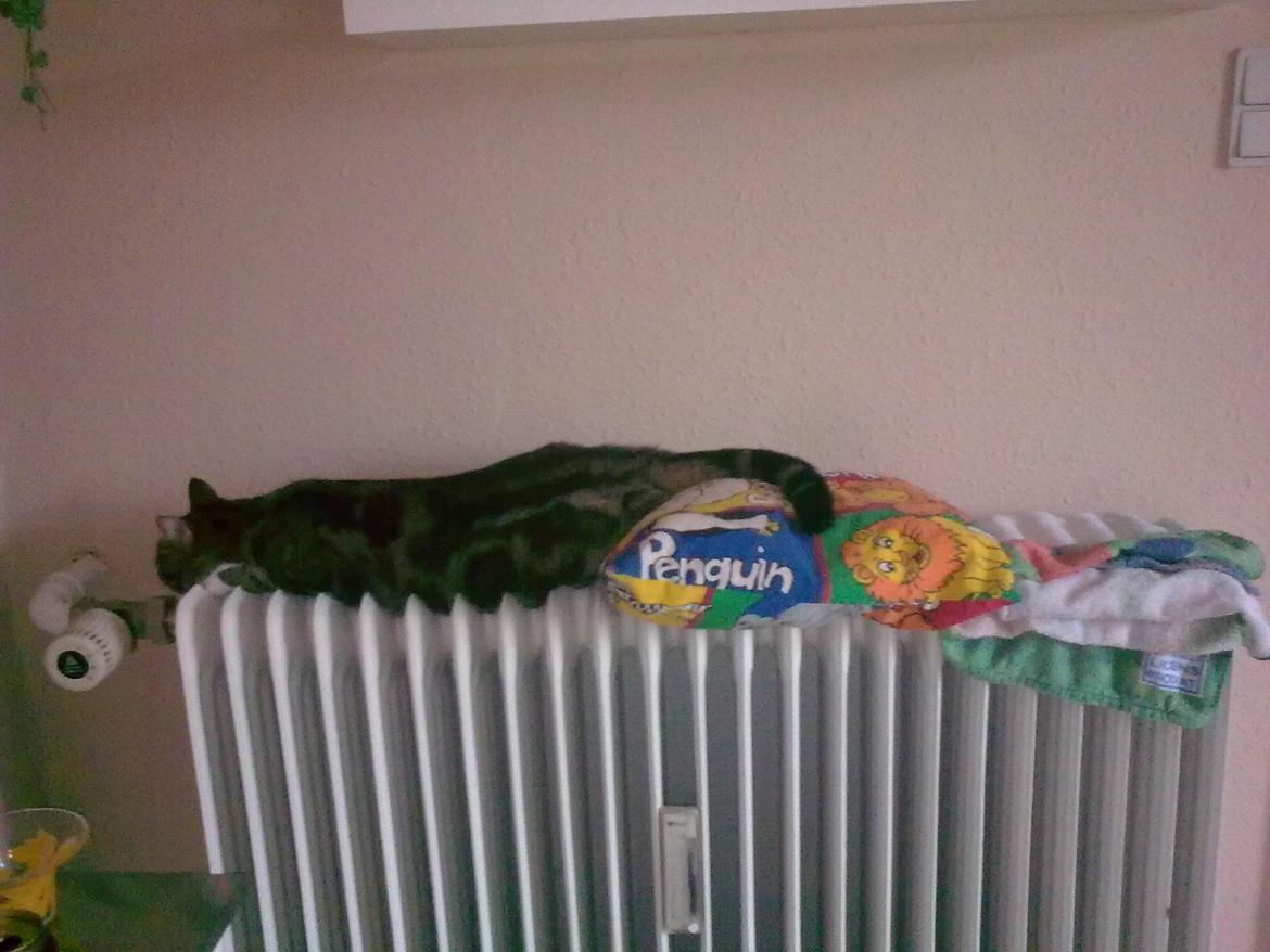 Huskat Princess Plet - Hvem gider dog ligge på puden min mor så pænt har lagt på radiatoren til mig??!  billede 14