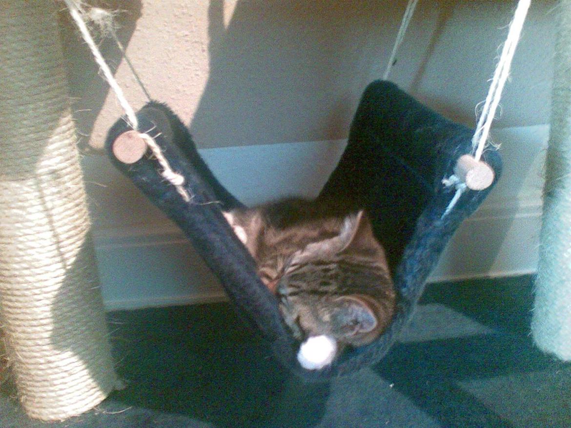 Huskat Princess Plet - Middagslur i hængekøjen :) billede 12