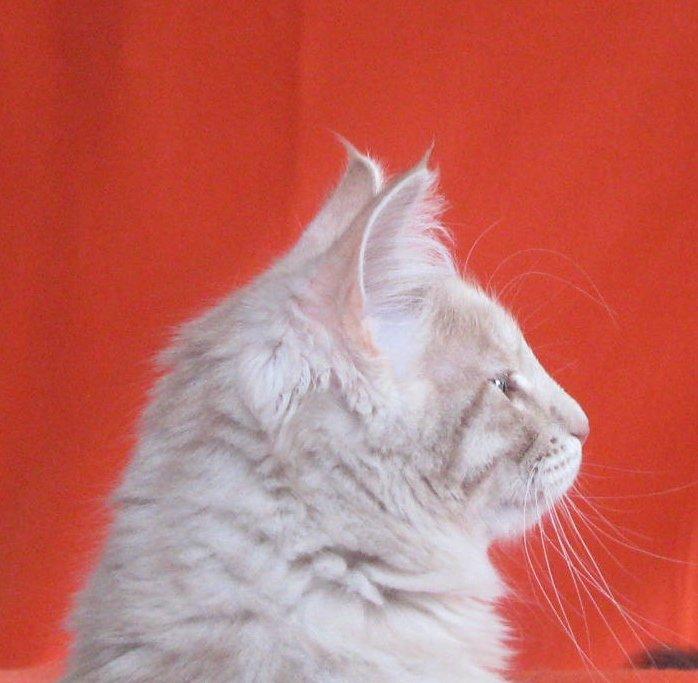 Norsk Skovkat DK Emilline´s Athene R.I.P 10/04/21 billede 16