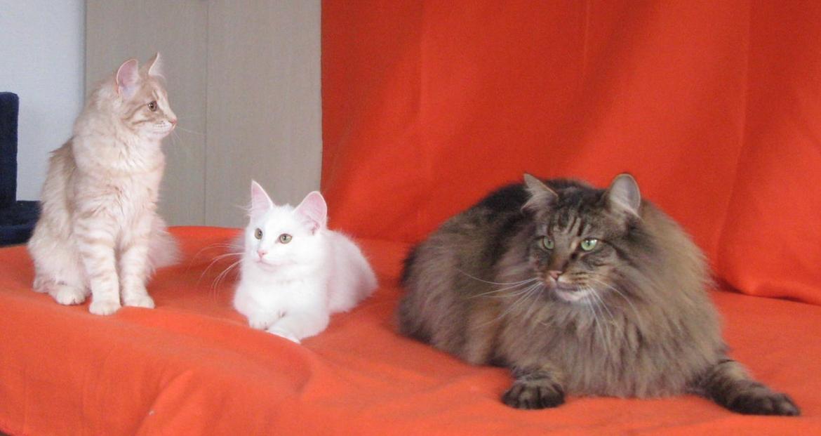 Norsk Skovkat DK Emilline´s Athene R.I.P 10/04/21 billede 17