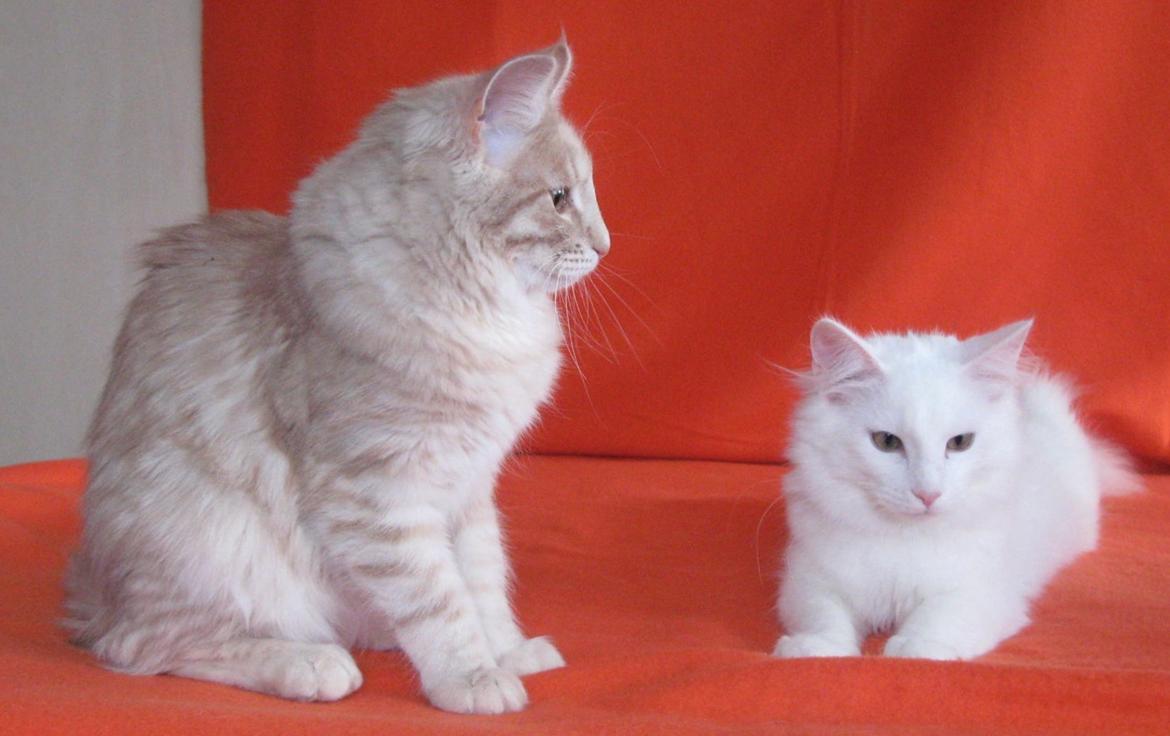 Norsk Skovkat DK Emilline´s Athene R.I.P 10/04/21 billede 18