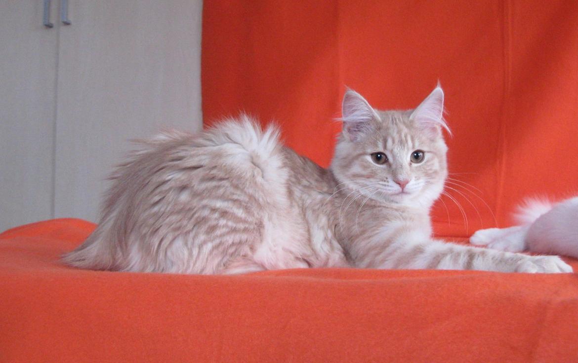 Norsk Skovkat DK Emilline´s Athene R.I.P 10/04/21 billede 19