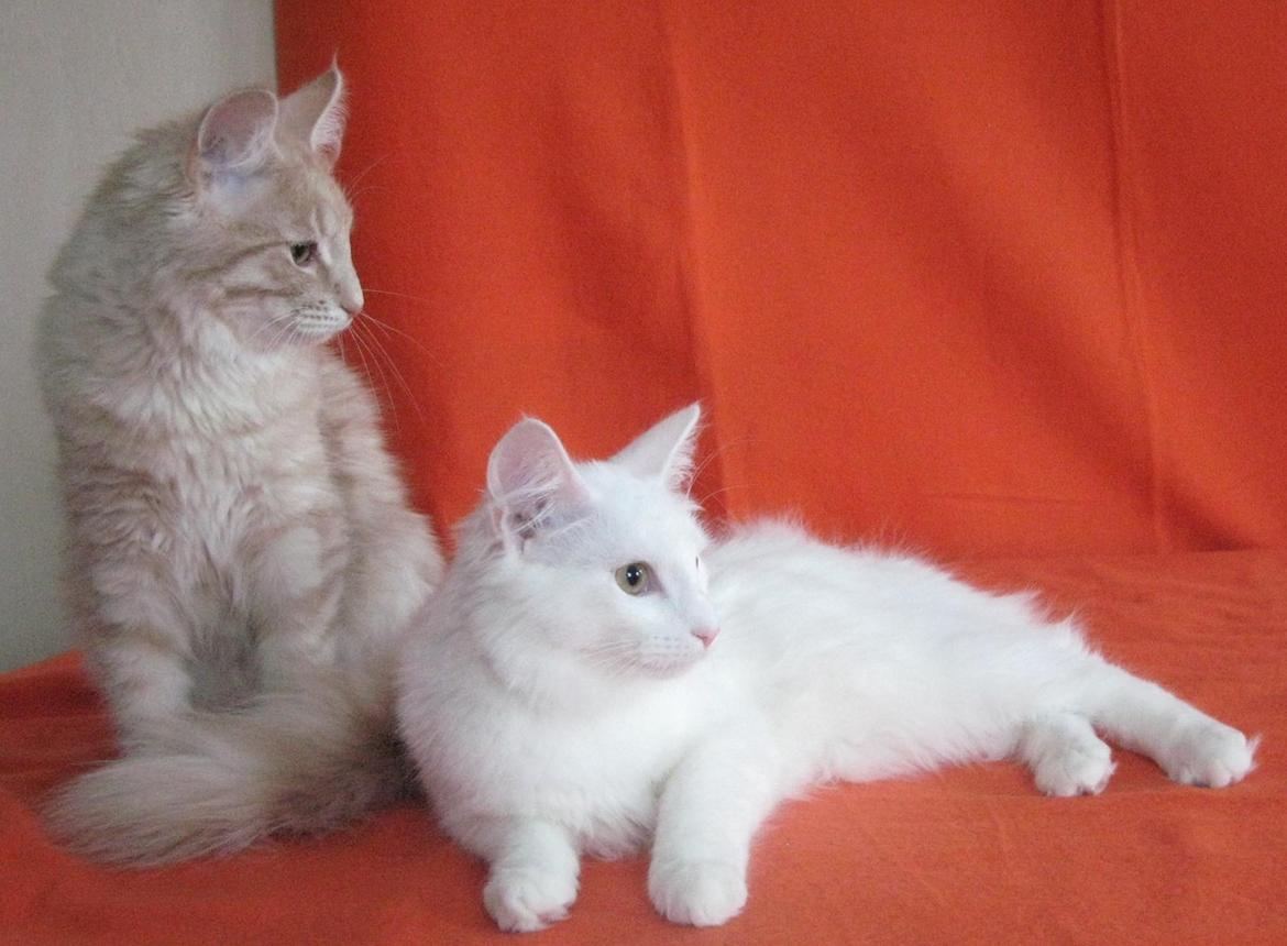 Norsk Skovkat DK Emilline´s Artemis R.I.P 11/04/21 billede 14