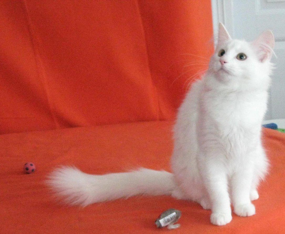 Norsk Skovkat DK Emilline´s Artemis R.I.P 11/04/21 billede 15