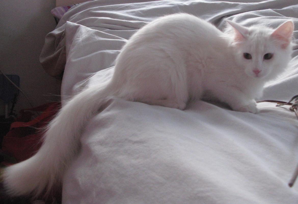 Norsk Skovkat DK Emilline´s Artemis R.I.P 11/04/21 billede 16