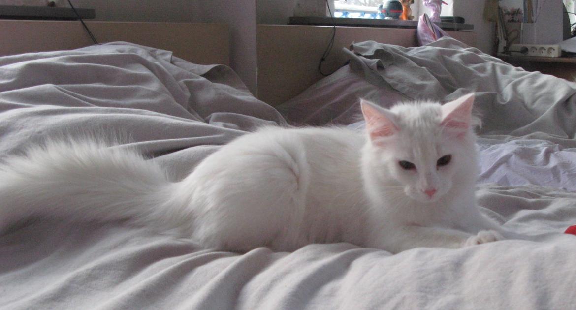 Norsk Skovkat DK Emilline´s Artemis R.I.P 11/04/21 billede 17