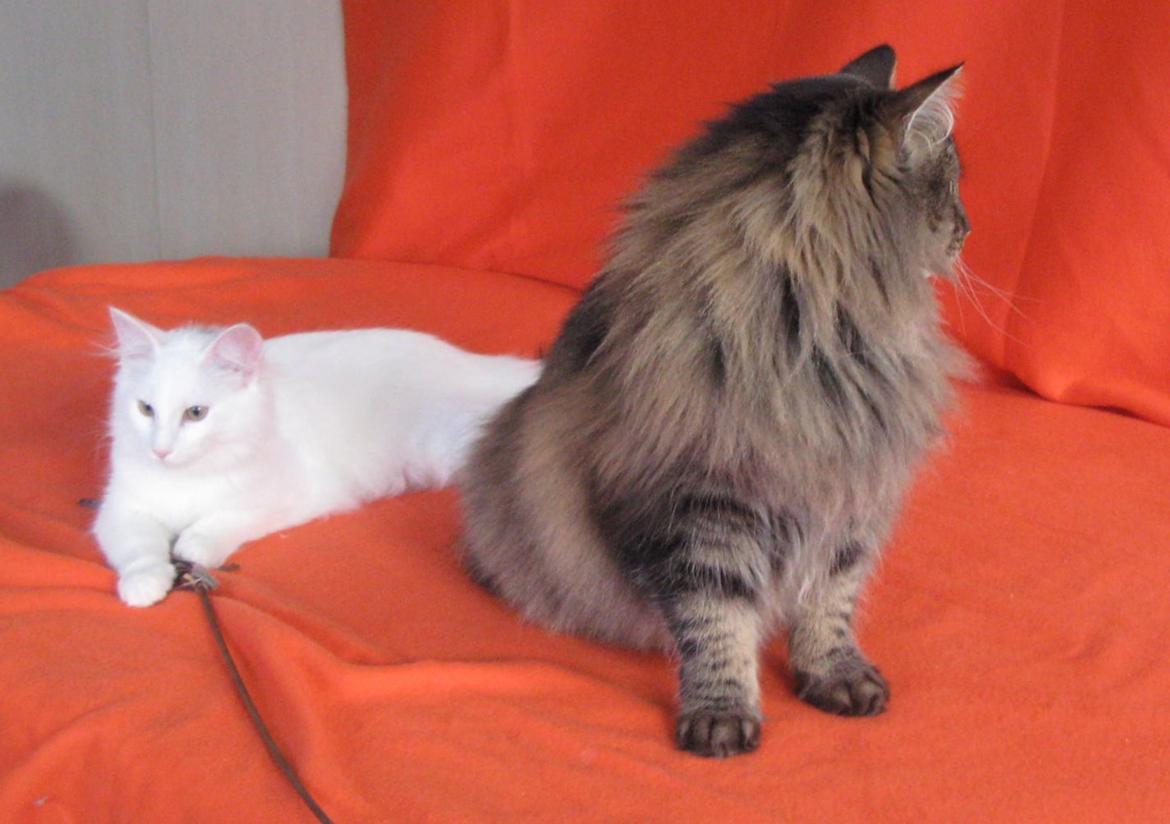 Norsk Skovkat DK Emilline´s Artemis R.I.P 11/04/21 billede 18