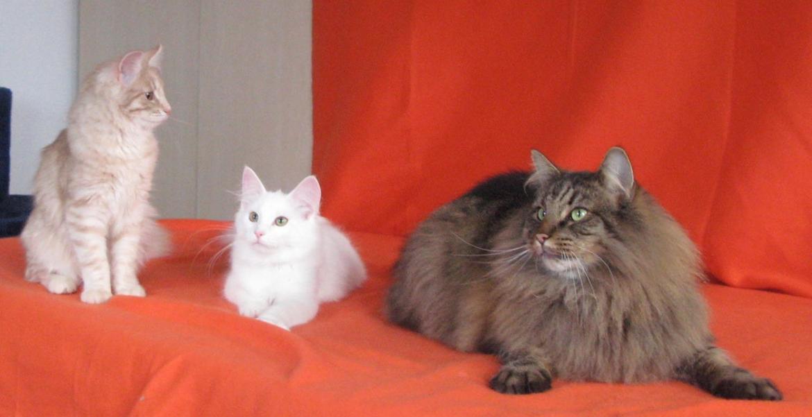 Norsk Skovkat DK Emilline´s Artemis R.I.P 11/04/21 billede 19