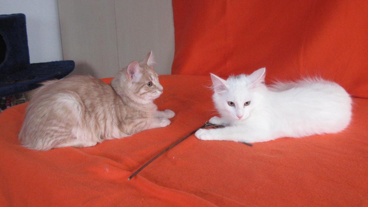 Norsk Skovkat DK Emilline´s Artemis R.I.P 11/04/21 billede 20