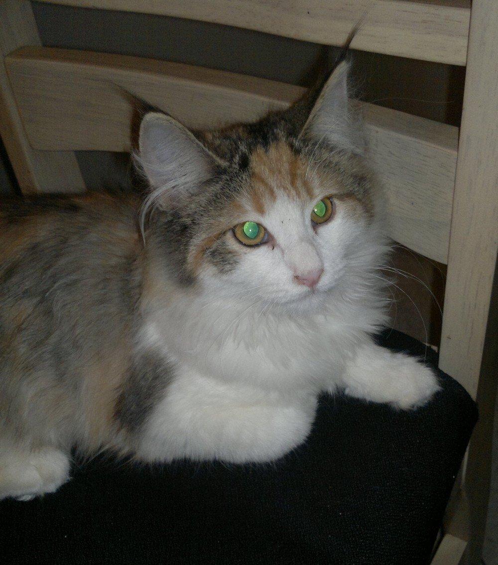 Norsk Skovkat Høgerstedets Nulle billede 1