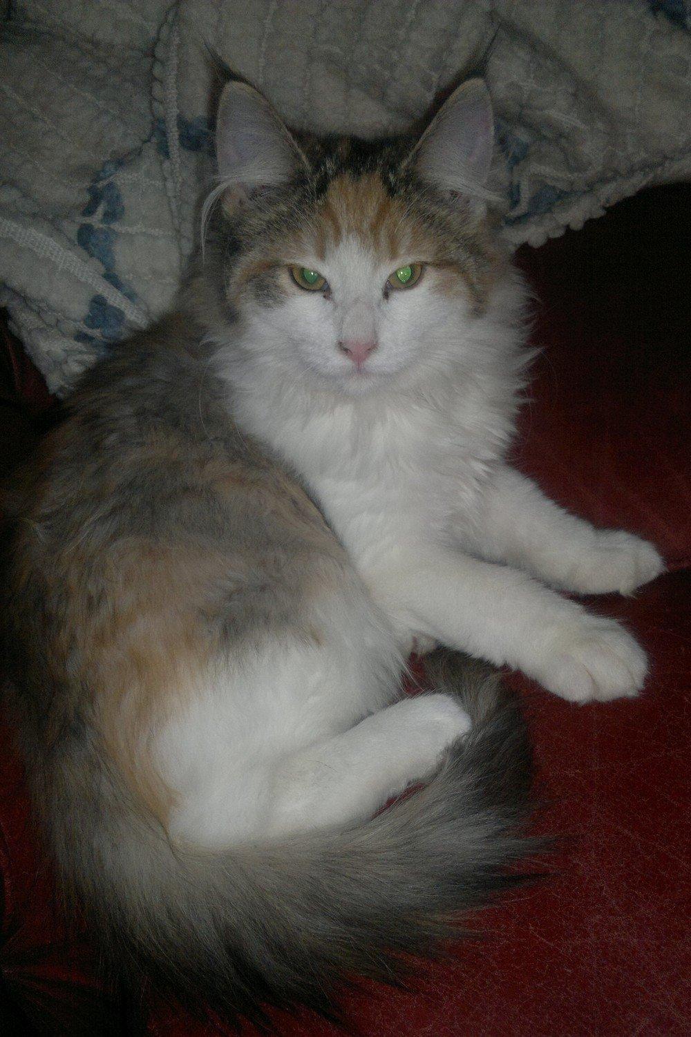 Norsk Skovkat Høgerstedets Nulle billede 2