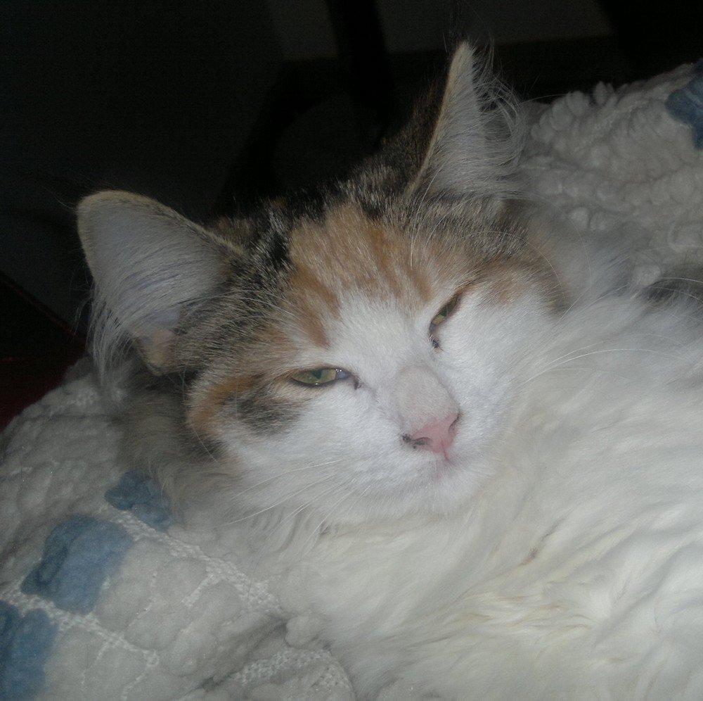 Norsk Skovkat Høgerstedets Nulle billede 3