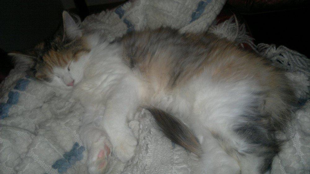 Norsk Skovkat Høgerstedets Nulle billede 4