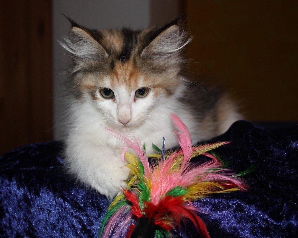 Norsk Skovkat Høgerstedets Nulle billede 5