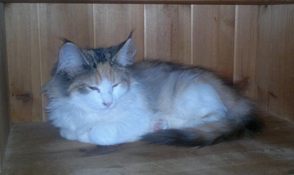 Norsk Skovkat Høgerstedets Nulle billede 6