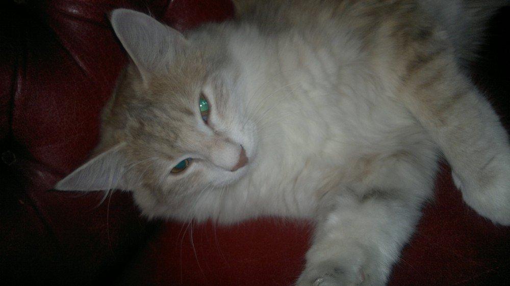 Norsk Skovkat Høgerstedets Medussa billede 6