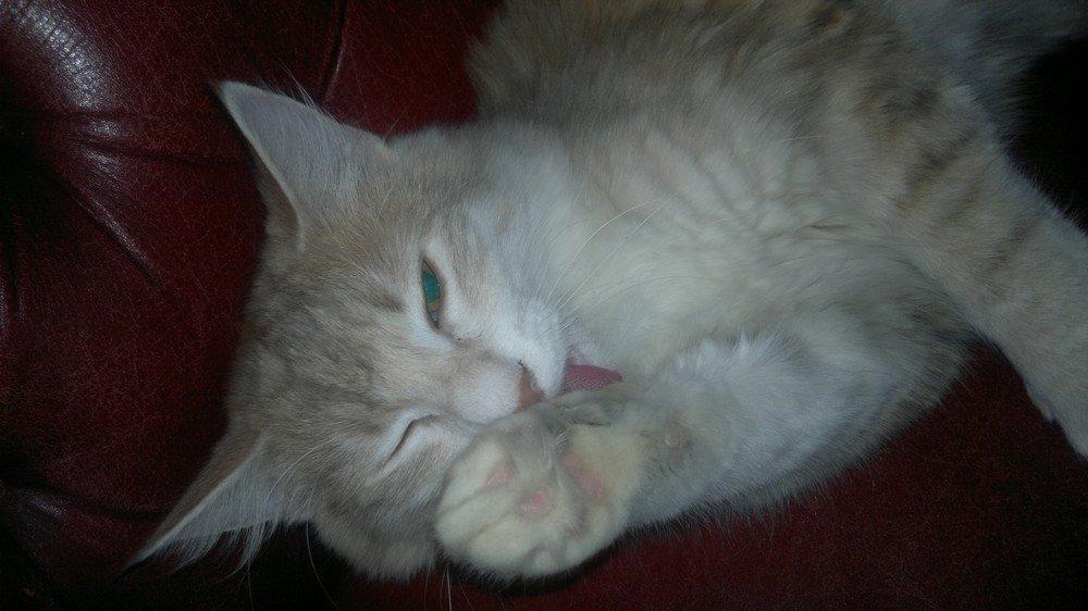 Norsk Skovkat Høgerstedets Medussa billede 7