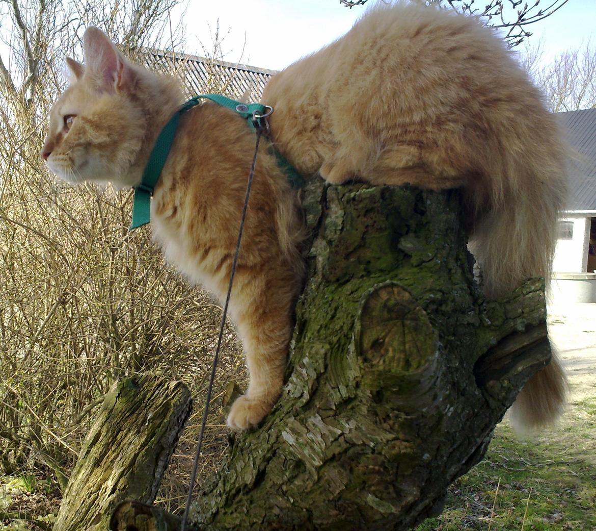 Maine Coon Nala - Mon jeg kan nå fuglene her fra billede 1