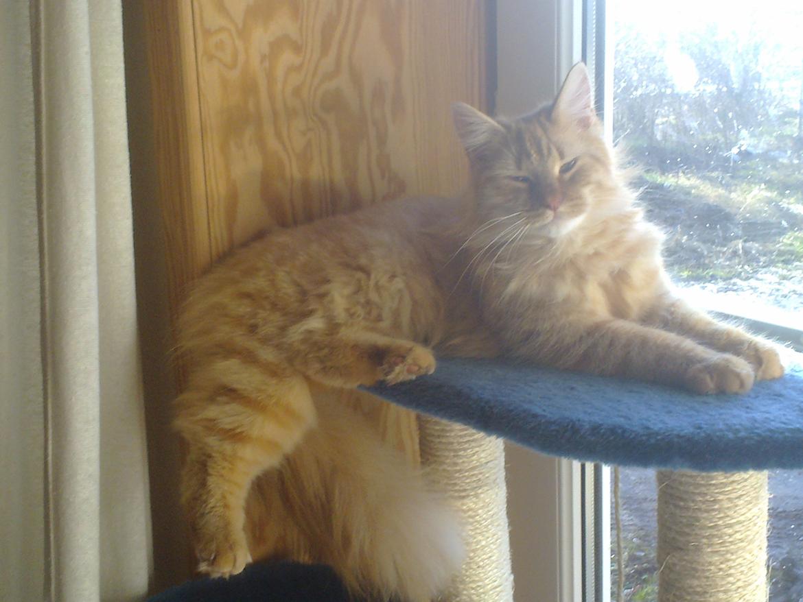 Maine Coon Nala - H. M. Løvedroningen billede 2