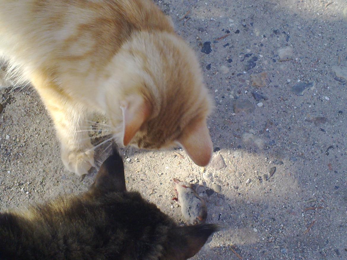 Maine Coon Nala - Min første mus (i mit nye hjem) -sammen med Arnold billede 3