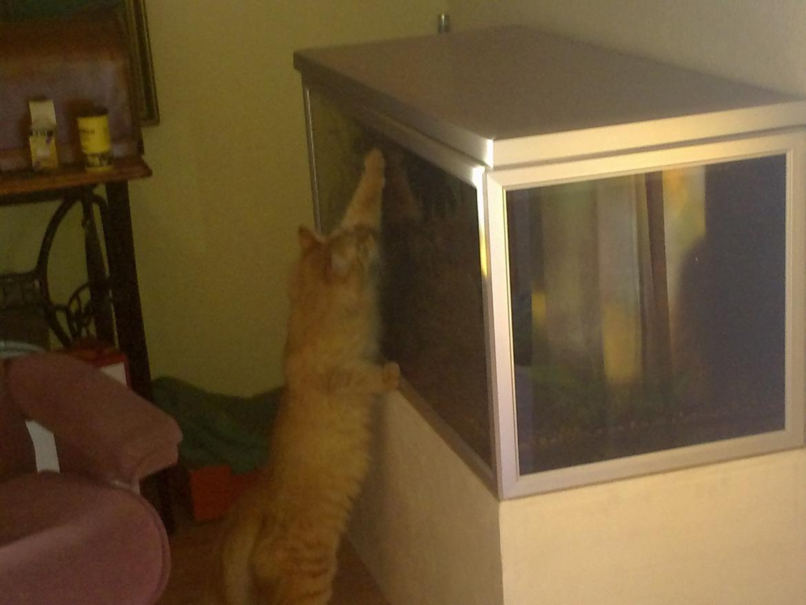 Maine Coon Nala - uhhmm... fisk!! billede 4