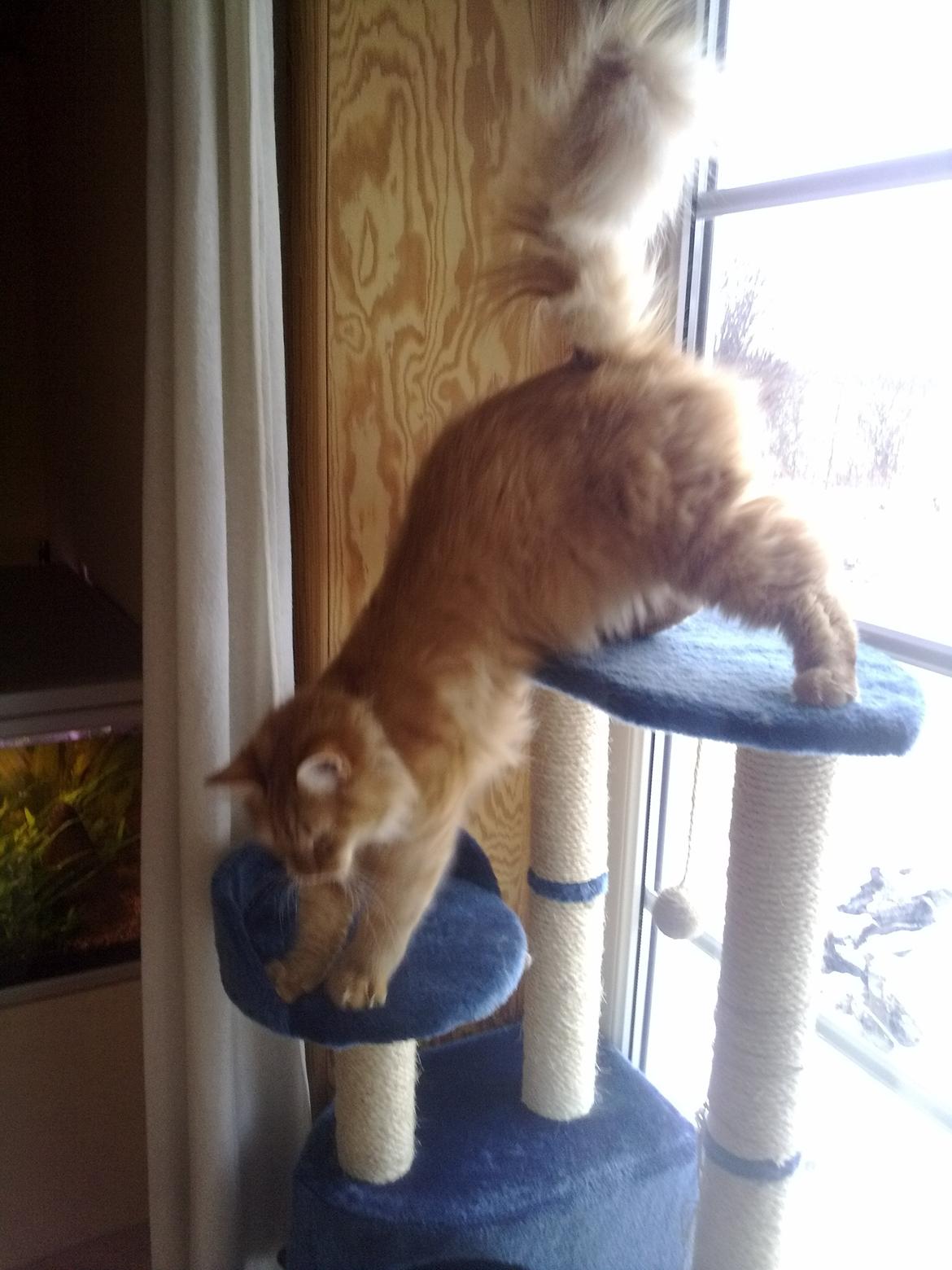 Maine Coon Nala - ^_^ billede 5