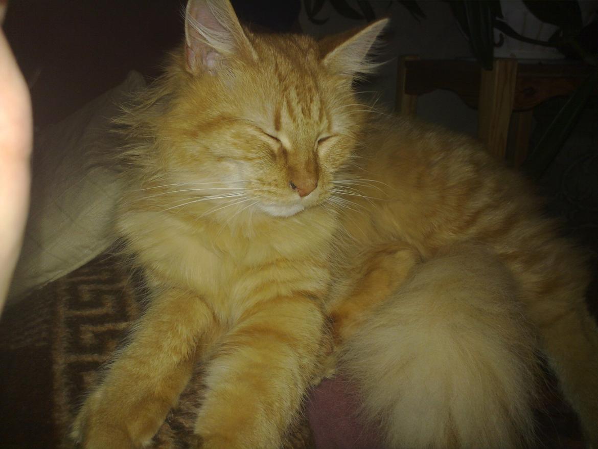 Maine Coon Nala - Hygge zzzz... billede 6