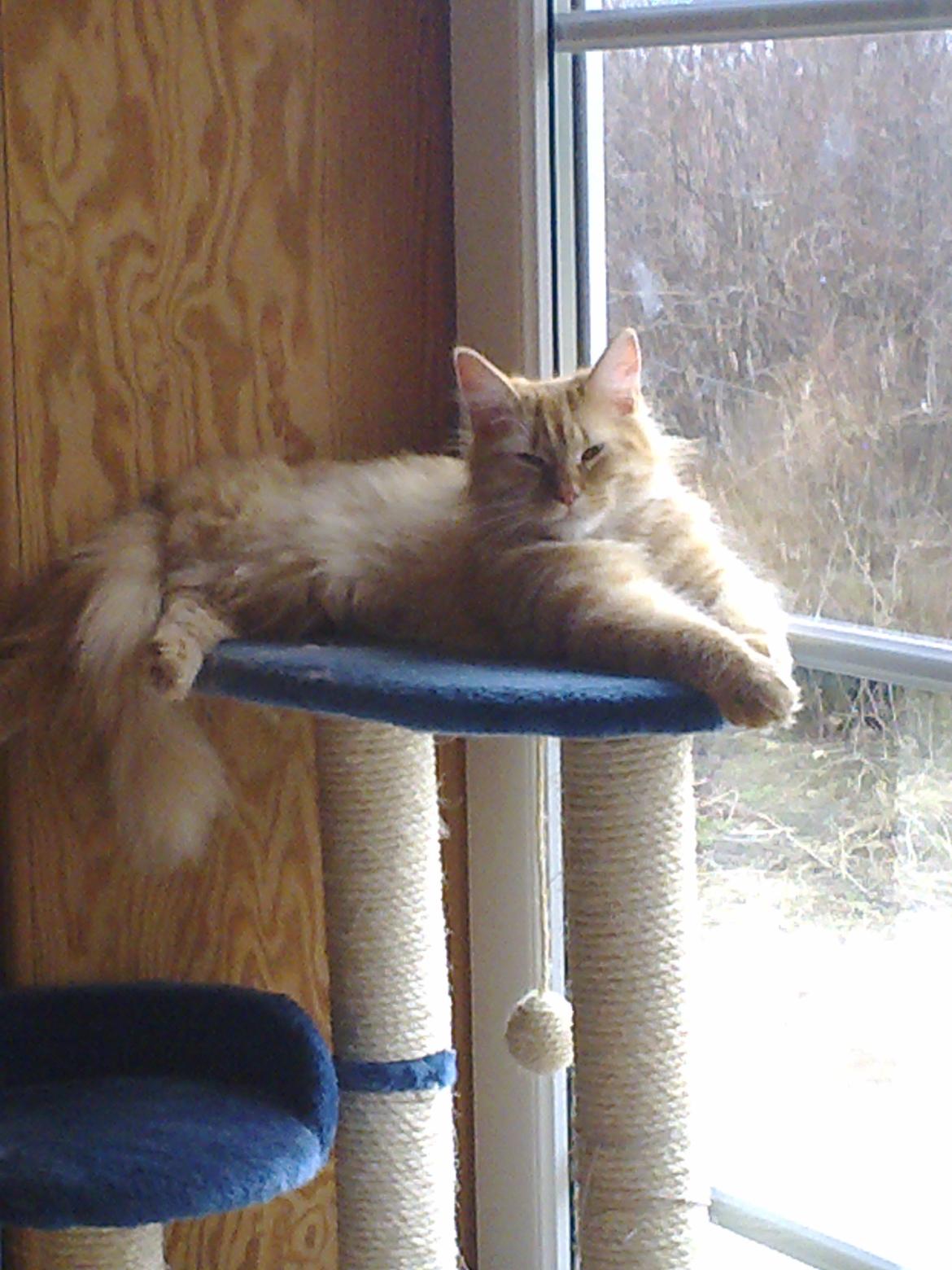 Maine Coon Nala - Jeg er bare lækker billede 7