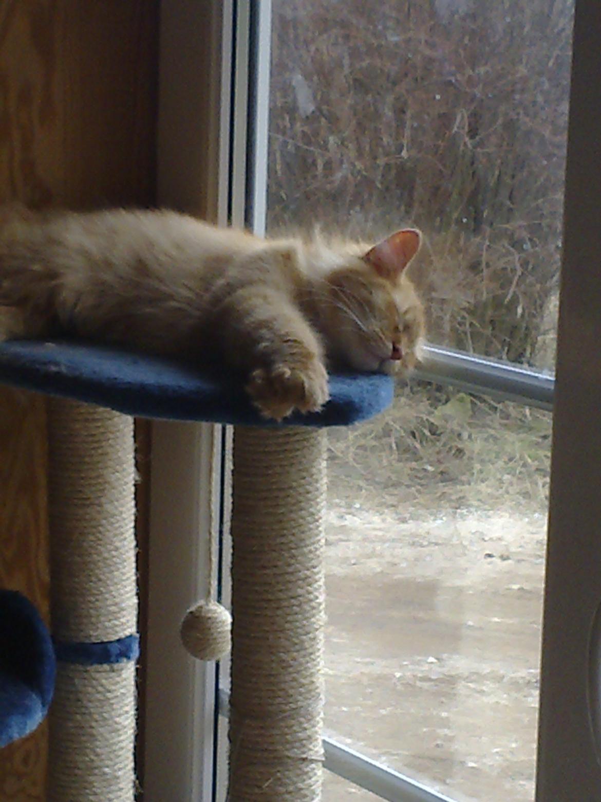 Maine Coon Nala - søvningt high 5 billede 8