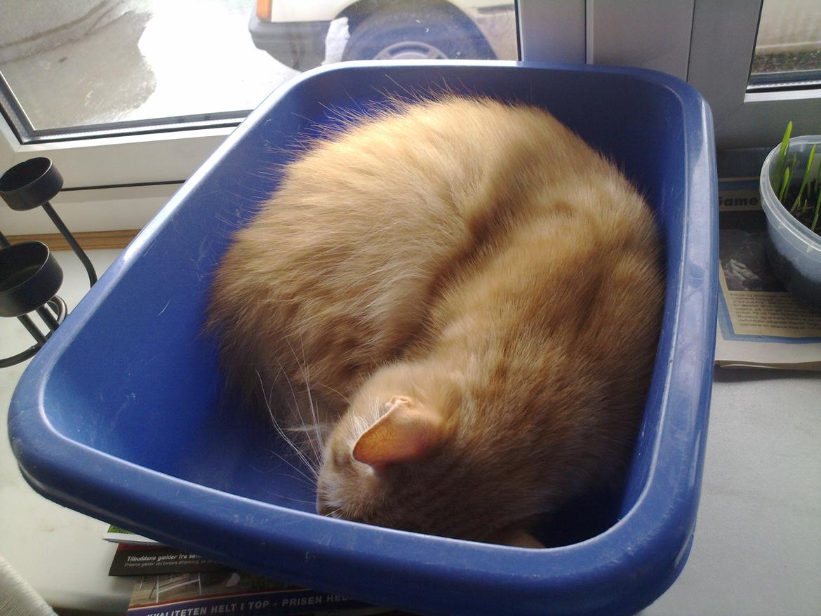 Maine Coon Nala - Min bedste seng en balje eller en papkasse billede 9