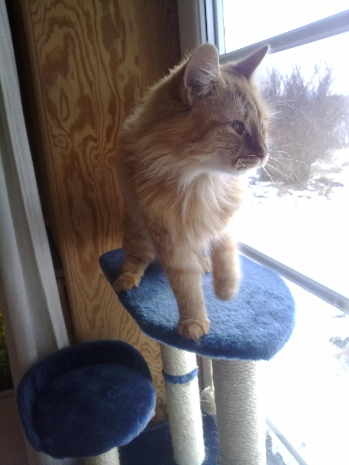 Maine Coon Nala - Jeg vil altså så gerne have sådan en fugl der... billede 10