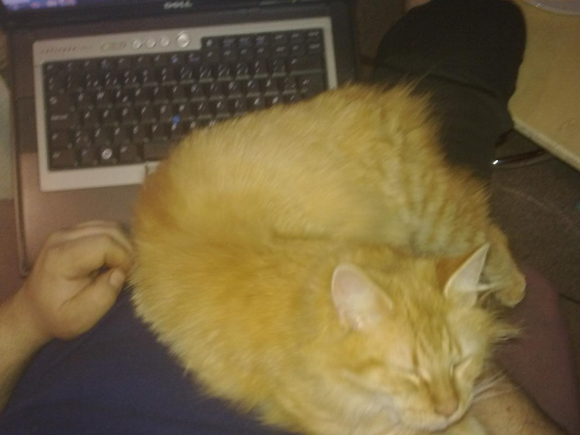 Maine Coon Nala - Man ligge godt her på fars mave :) billede 11