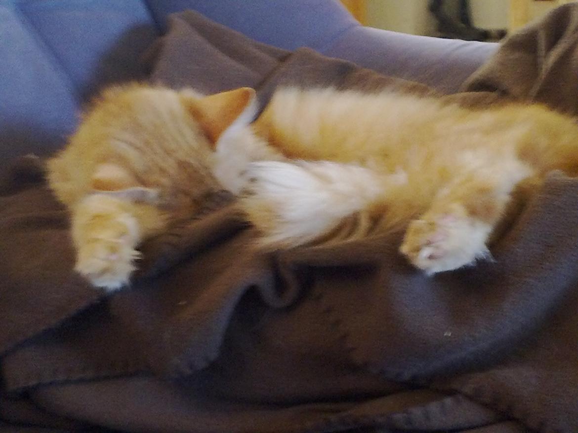 Maine Coon Nala - zzzz... billede 12