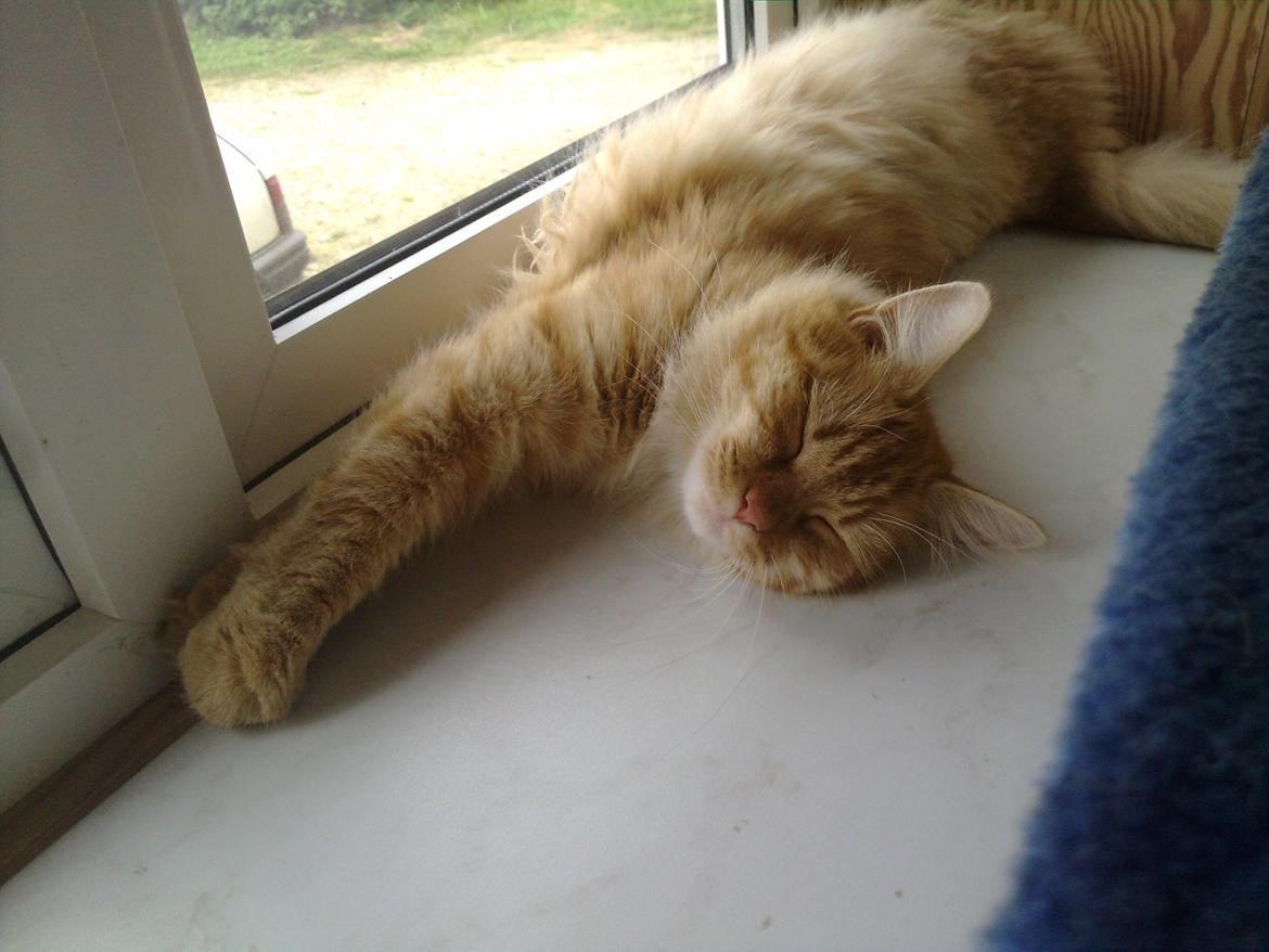 Maine Coon Nala - stræk billede 13