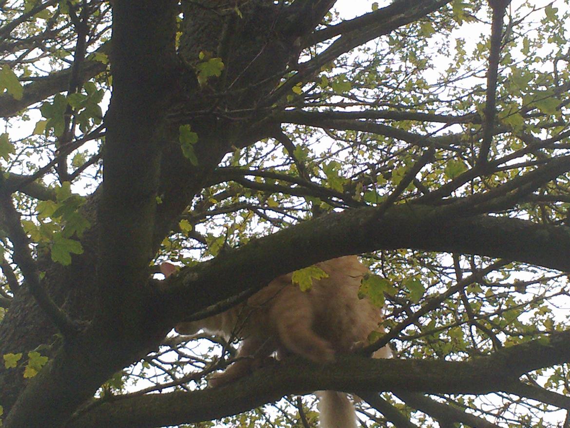 Maine Coon Nala - træklatrer billede 14